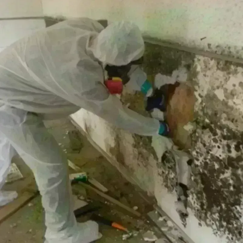 Mold Remediation and Removal in Maunabo Municipio, PR